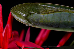Stagmatoptera binotata
