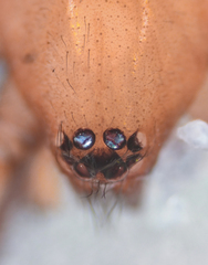 Poecilochroa poonaensis