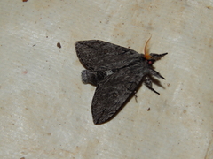 Afroplitis dasychirina