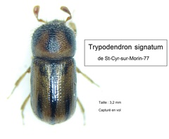Trypodendron signatum