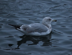 Larus argentatus