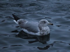 Larus argentatus