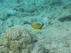 Chaetodon austriacus