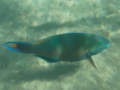 Scarus fuscopurpureus