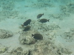 Ctenochaetus striatus