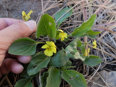 Viola praemorsa ssp. linguifolia