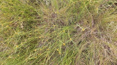 Cyperus erectus