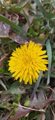 Taraxacum officinale