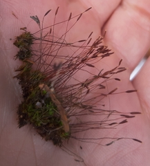 Bryophyta