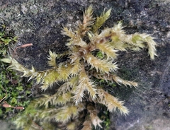 Bryophyta