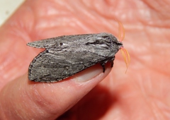 Afroplitis dasychirina