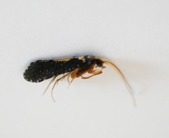 Polyplectropus