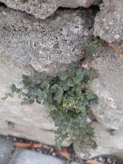 Asplenium ruta-muraria