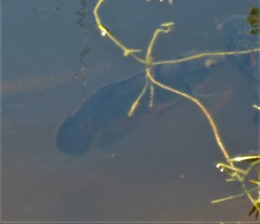 Astronotus ocellatus