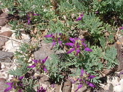 Dalea pogonathera