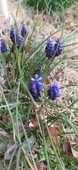 Muscari neglectum