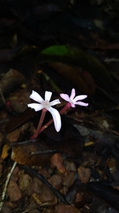 Voyria rosea
