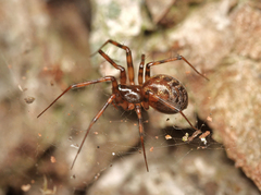 Lepthyphantes