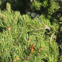 Polistes kaibabensis