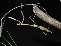 Archimantis brunneriana