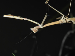 Archimantis brunneriana