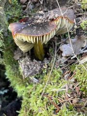 Hygrocybe splendidissima