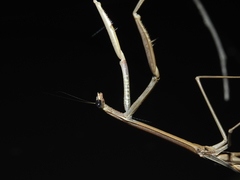 Archimantis brunneriana