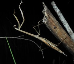 Archimantis brunneriana