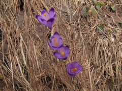 Crocus heuffelianus