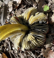 Hygrocybe splendidissima