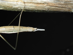 Archimantis brunneriana
