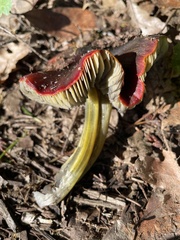 Hygrocybe splendidissima