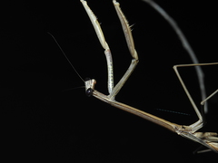 Archimantis brunneriana