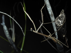 Archimantis brunneriana