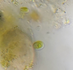 Chlamydomonadales