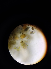 Chlamydomonadales