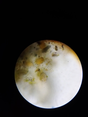 Chlamydomonadales