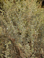 Atriplex torreyi