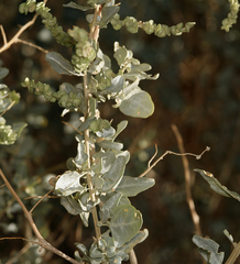 Atriplex torreyi