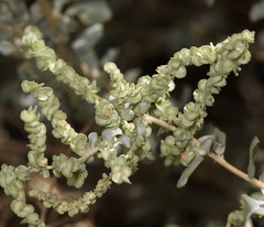 Atriplex torreyi