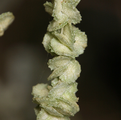 Atriplex torreyi