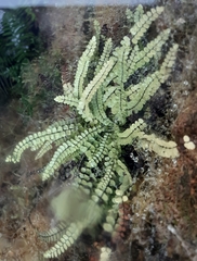 Asplenium trichomanes