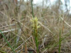 Carex exilis