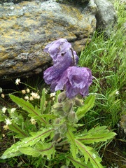 Meconopsis