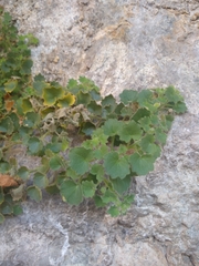 Mabrya acerifolia