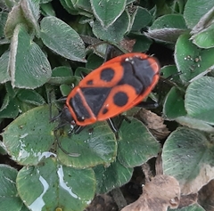 Pyrrhocoris apterus
