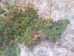 Mabrya acerifolia
