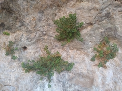 Mabrya acerifolia