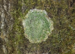 Mycobilimbia