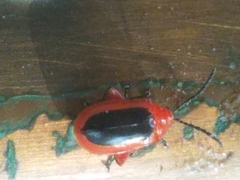 Disonycha discoidea